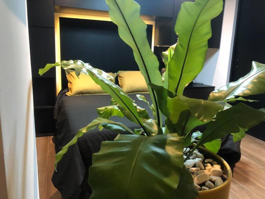 Black Loft. Moderno Y Nuevo, Super Ubicado. Kota Meksiko Bagian luar foto